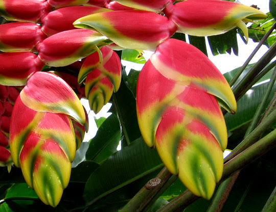Heliconia: Ý nghĩa, nguồn gốc và đặc điểm