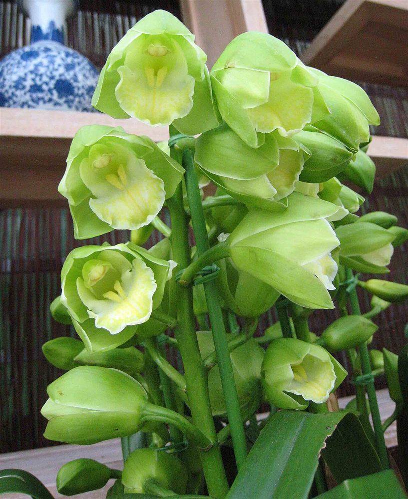 Hoàng lan