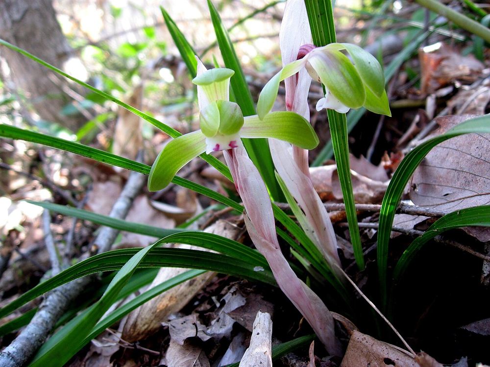 Hoàng lan (ngọc lan tây, ylang-ylang) — Cananga odorata