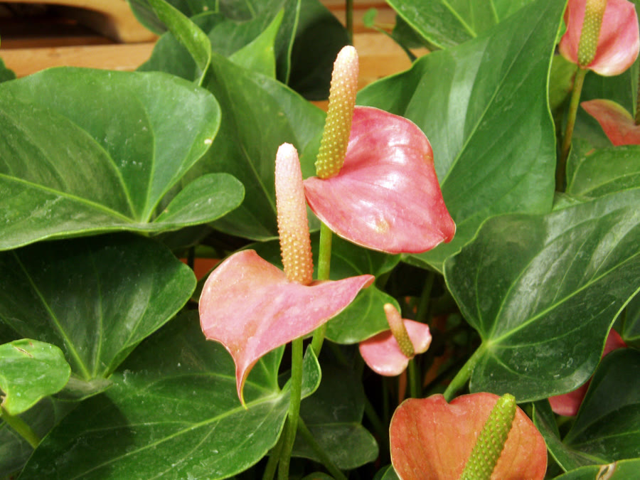 Hồng môn (Anthurium) — Anthurium andraeanum