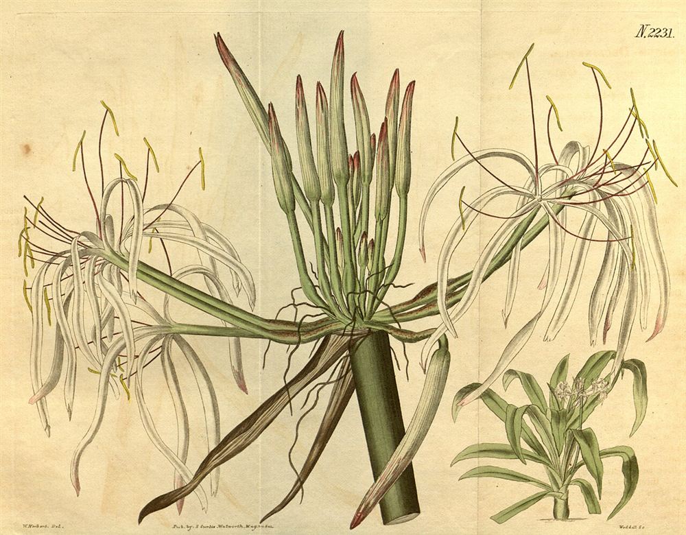 Huệ Ta (Dạ Lai Hương)