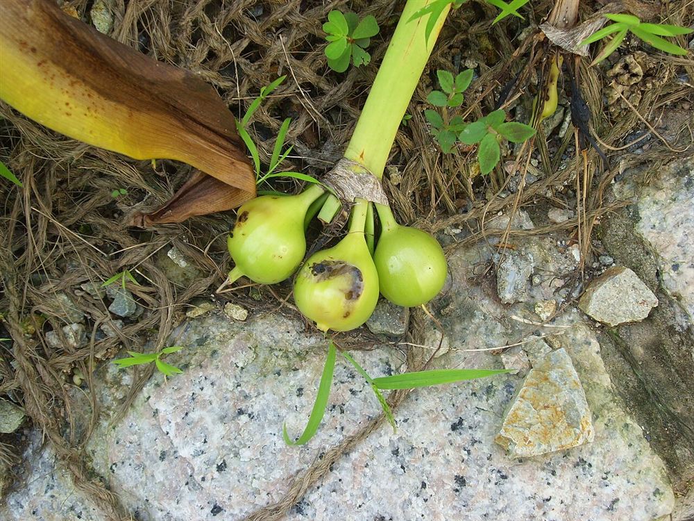 Huệ Ta (Dạ Lai Hương)