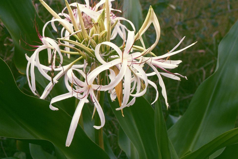 Huệ ta (dạ lai hương) — Agave amica (Polianthes tuberosa)