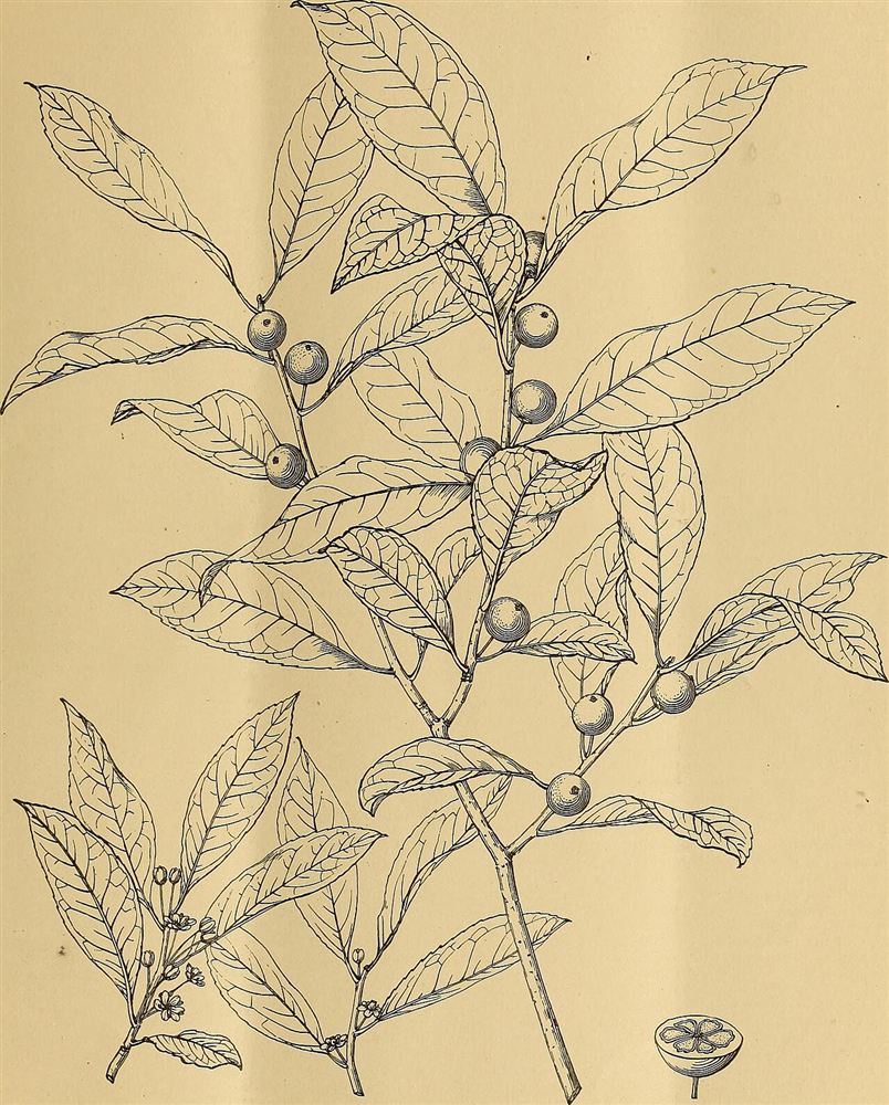 Huệ Ta (Dạ Lai Hương)