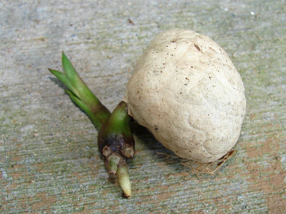 Huệ Ta (Dạ Lai Hương)