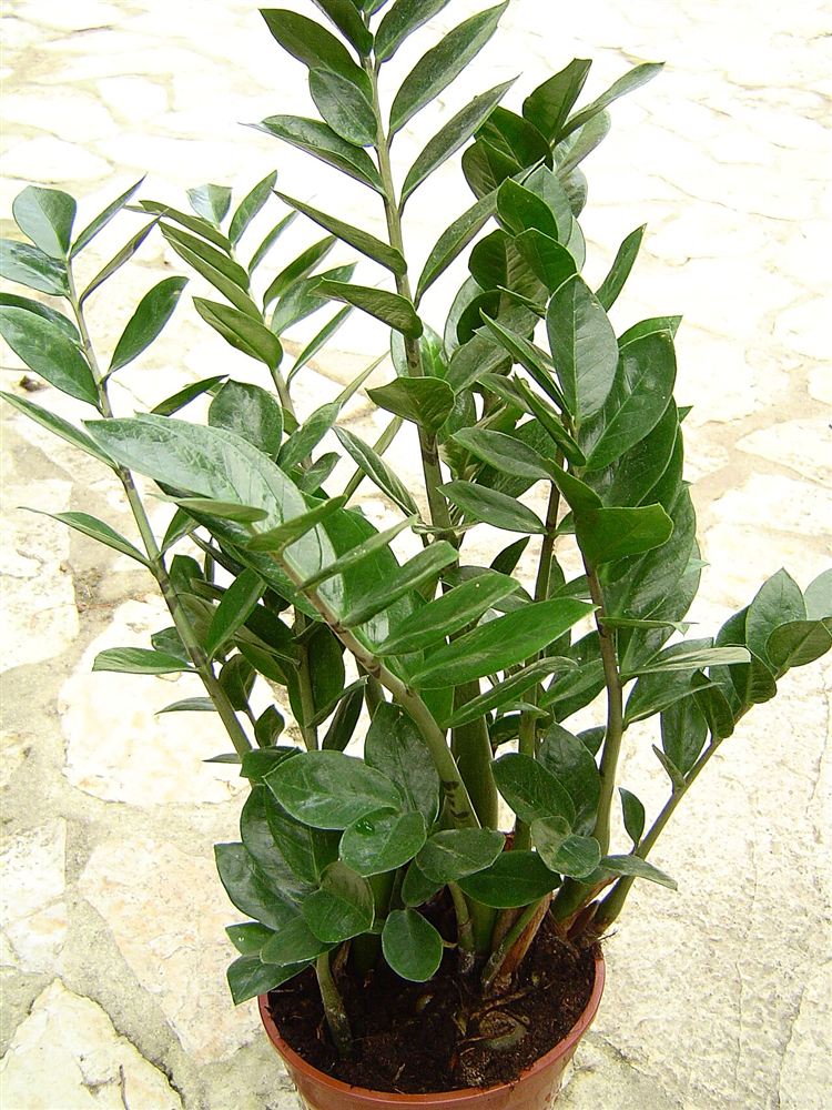 Kim ngân (Nhẫn đông) — Lonicera japonica