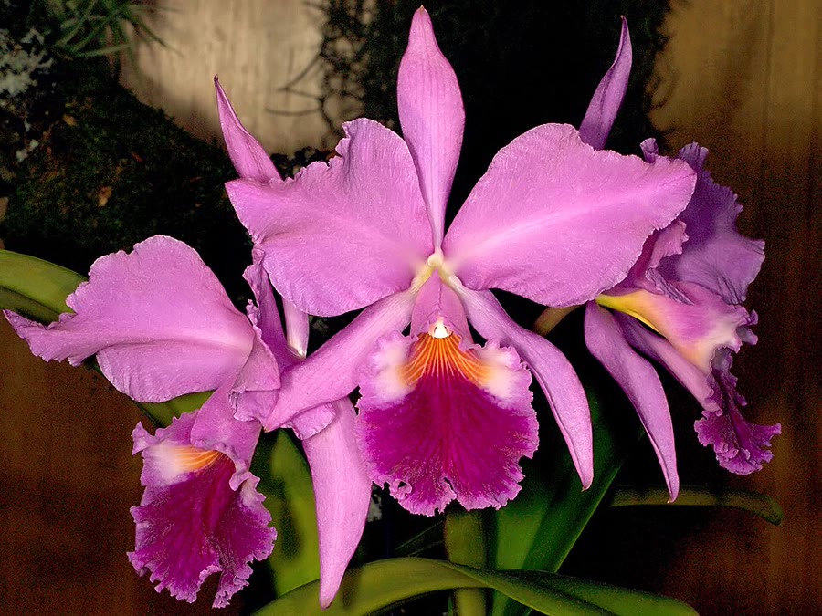 Lan Cattleya (nữ hoàng của các loài lan) — Cattleya