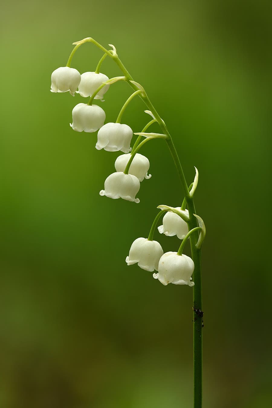 Lan chuông (linh lan, lily of the valley) — Convallaria majalis