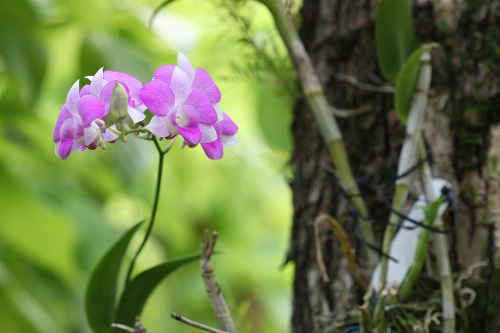 Lan Dendrobium