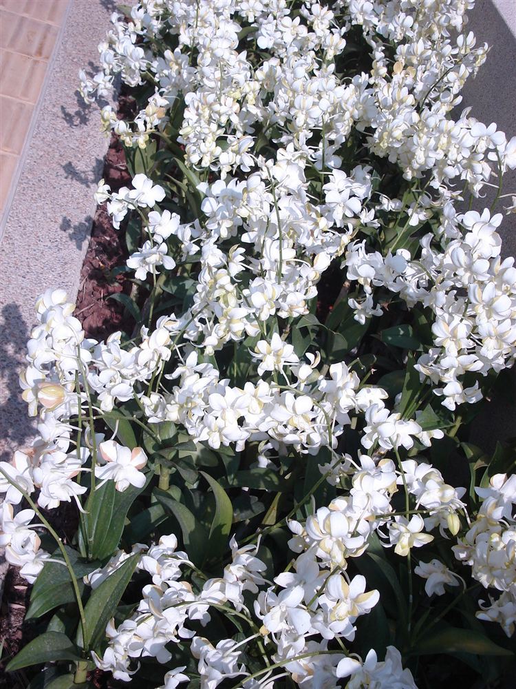 Lan Dendrobium: Ý nghĩa, nguồn gốc và đặc điểm