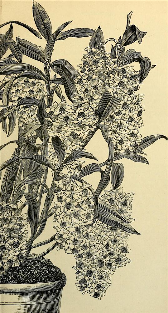 Lan Dendrobium