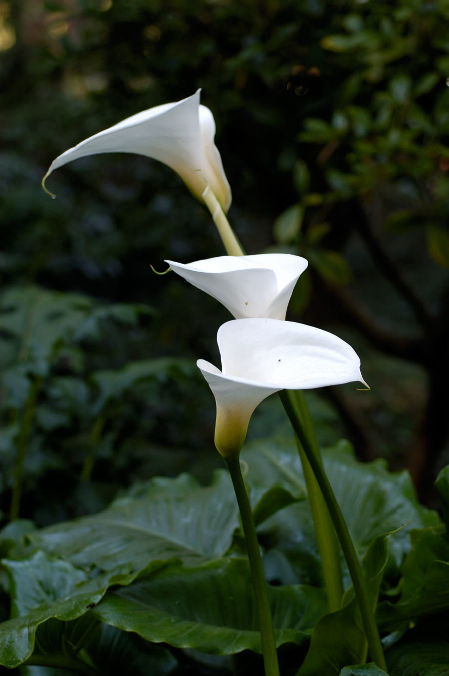 Loa kèn calla (Rum, Zantedeschia) — Zantedeschia aethiopica