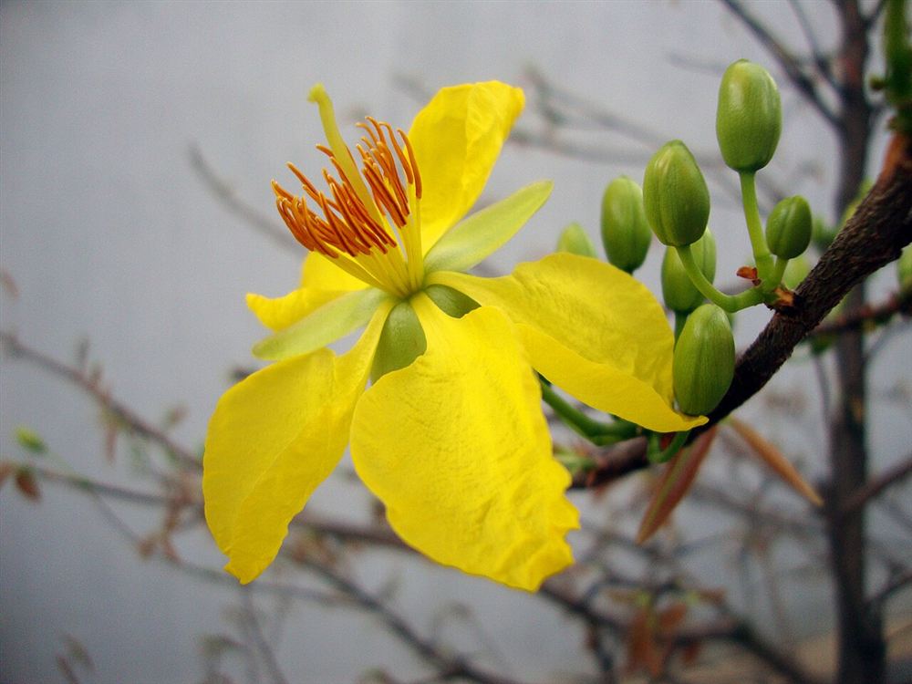 Mai Vàng