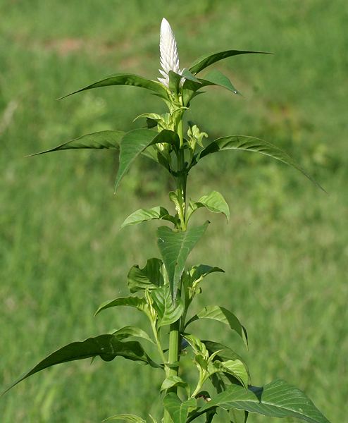 Hoa mào gà (mào gà đỏ) — Celosia cristata