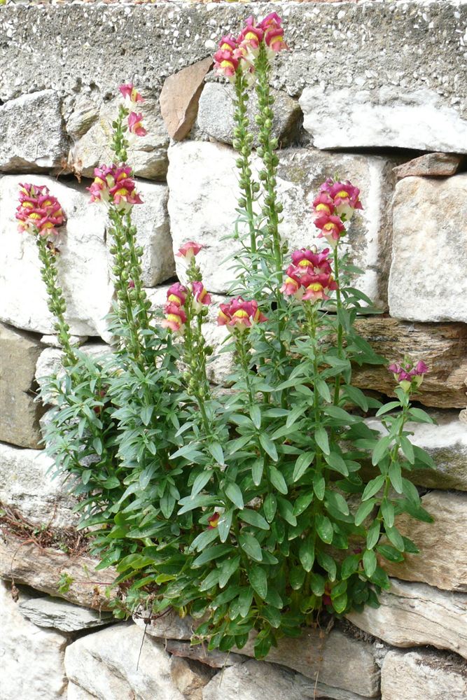 Hoa mõm chó (Snapdragon) — Antirrhinum majus