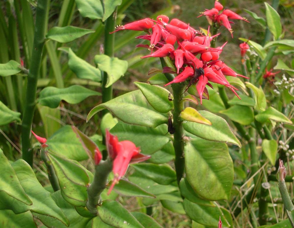 Móng bò (Hoa lan hoàng hậu) — Bauhinia purpurea