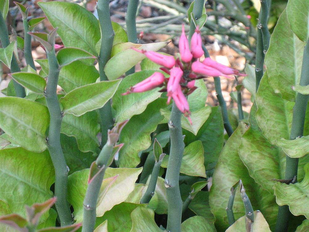 Móng bò