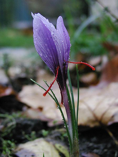 Hoa nghệ tây (nghệ tây saffron) — Crocus sativus