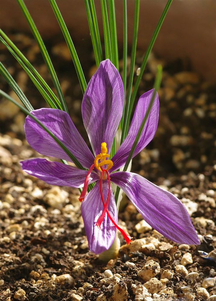 Hoa nghệ tây