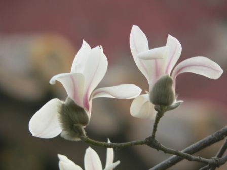 Ngọc lan trắng (Mộc lan, Magnolia) — Magnolia denudata