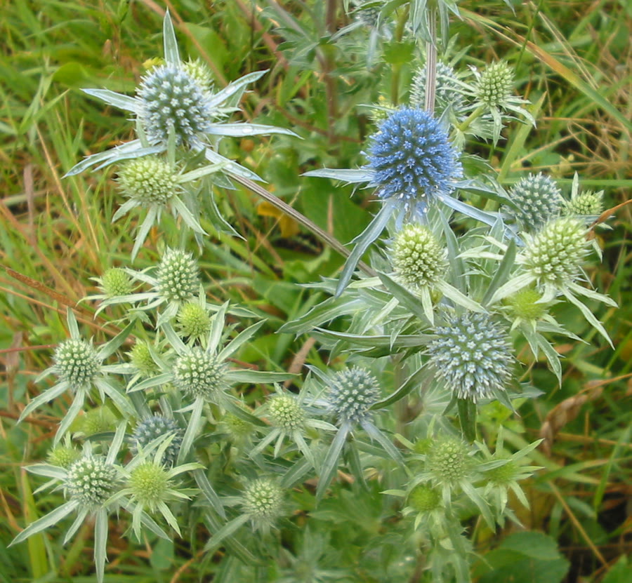 Hoa nhím biển xanh (cầu gai xanh) — Eryngium planum