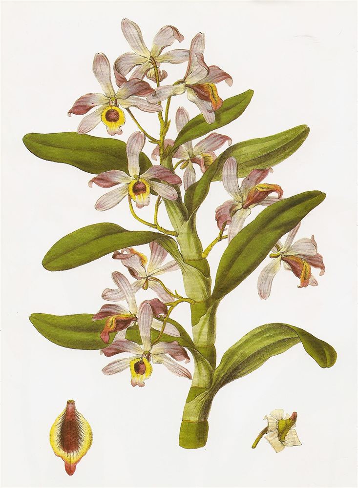 Nhung tuyết (Edelweiss) — Leontopodium nivale subsp. alpinum