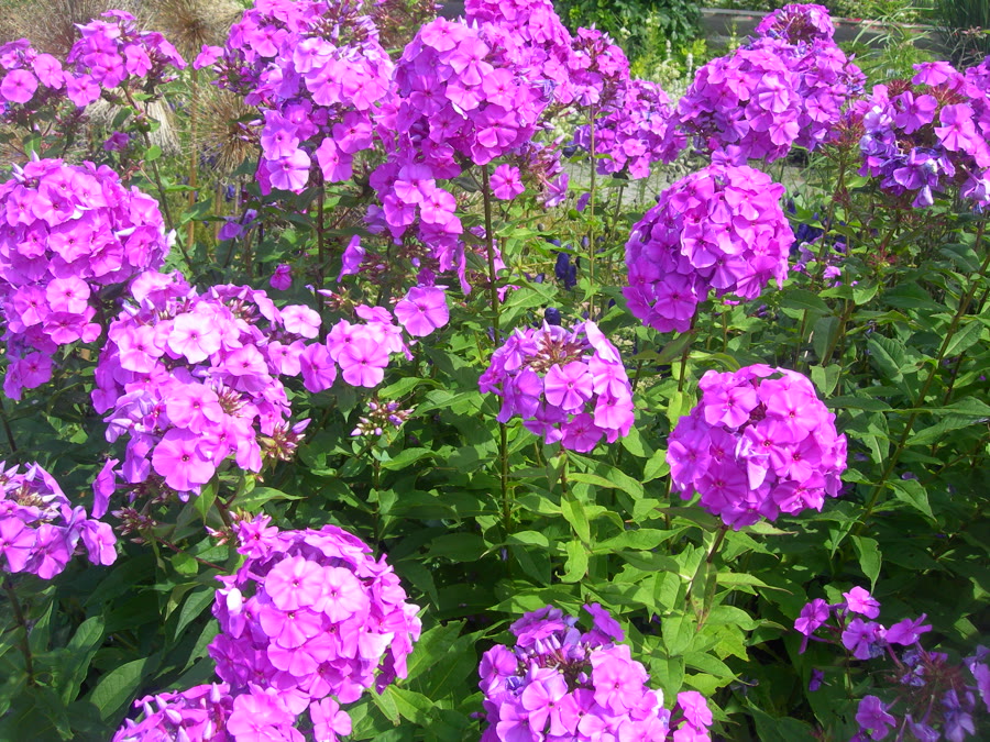 Phlox (Hoa phlox) — Phlox paniculata