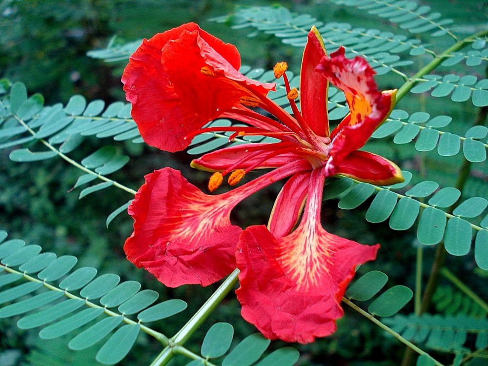 Hoa phượng vĩ