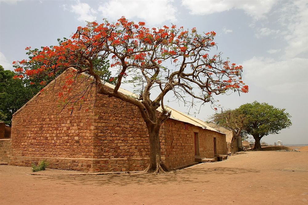 Hoa phượng vĩ — Delonix regia