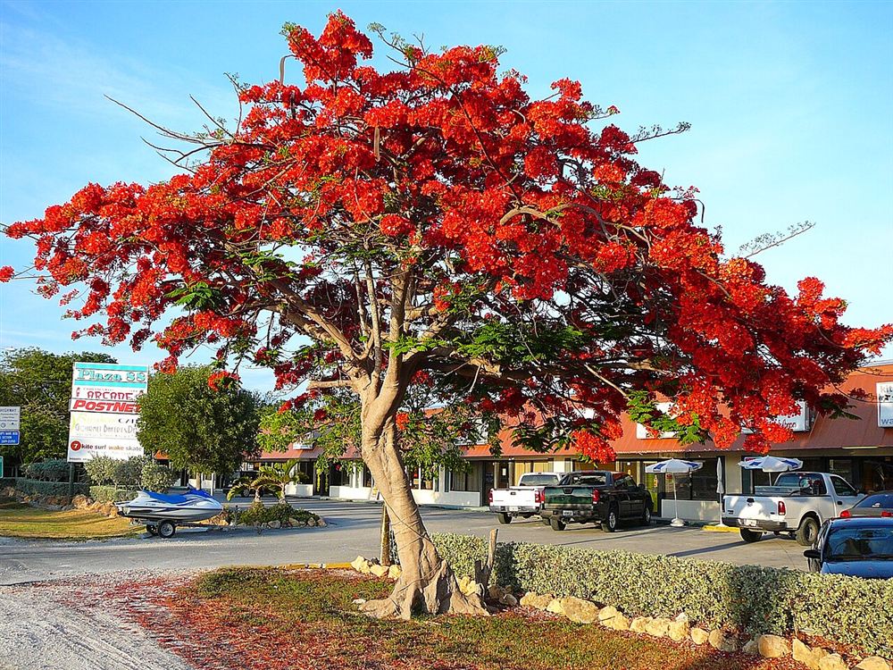 Hoa phượng vĩ