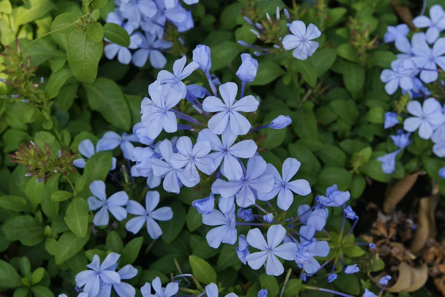 Plumbago (Bạch hoa đằng, Đuôi công xanh) — Plumbago auriculata