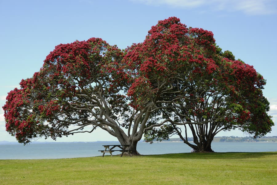 Hoa Pohutukawa: Ý nghĩa, nguồn gốc và đặc điểm
