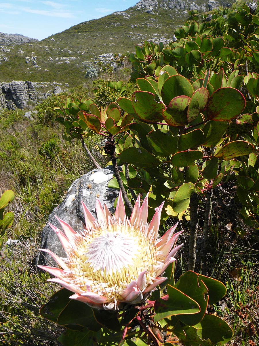 Protea vua (Hoa vua, King protea) — Protea cynaroides