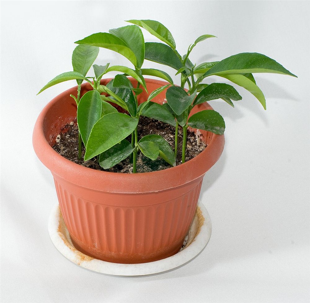 Quất cảnh (tắc) — Citrus japonica