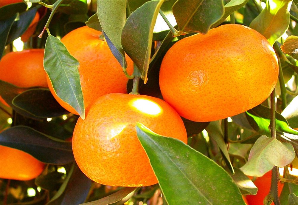 Quất Cảnh