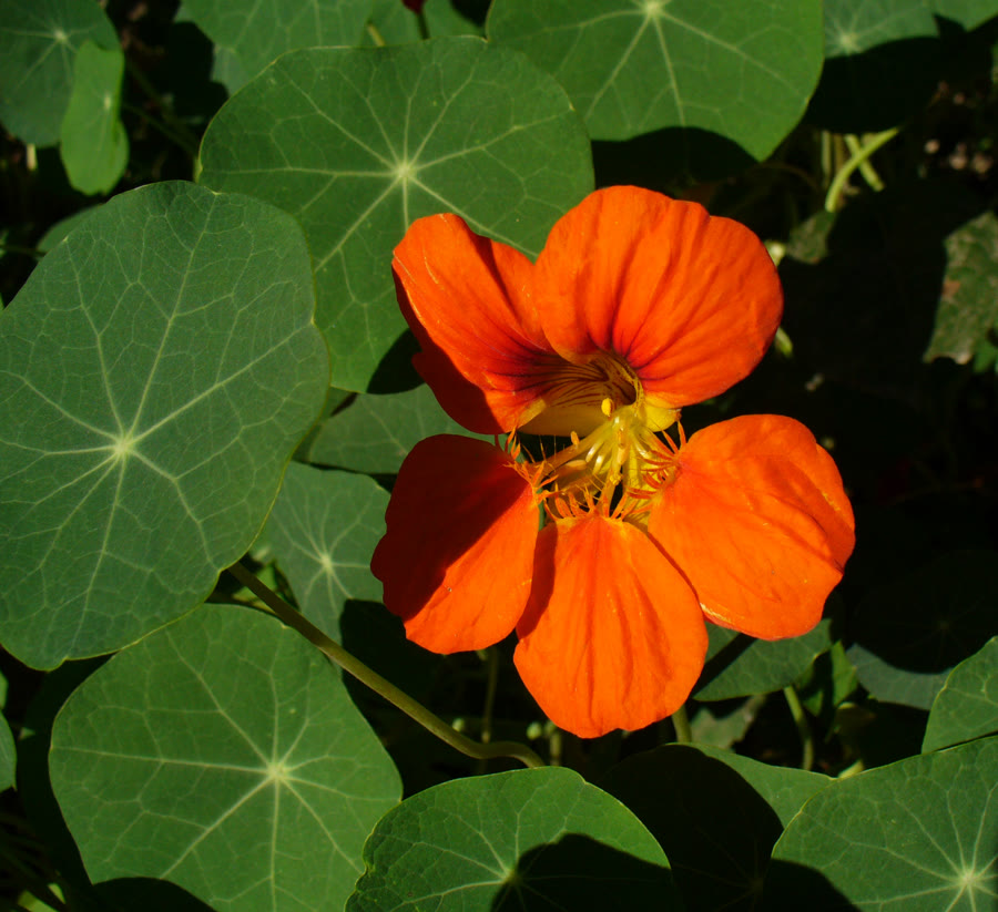 Sen cạn (Nasturtium) — Tropaeolum majus