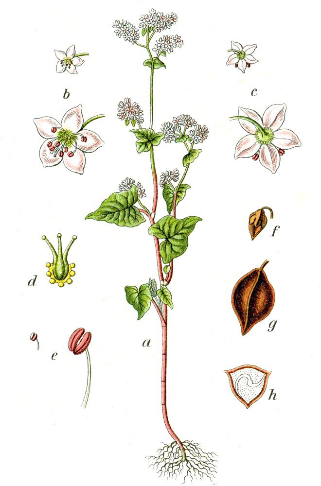 Hoa tam giác mạch — Fagopyrum esculentum
