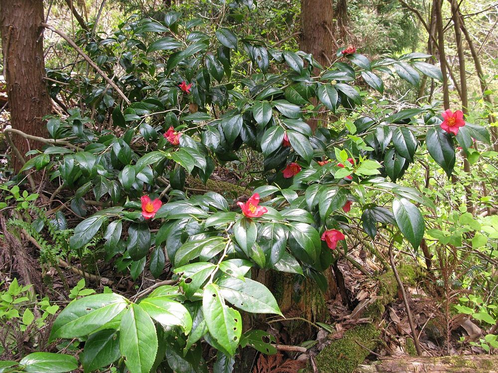 Hoa trà (Trà mi, Camellia) — Camellia japonica