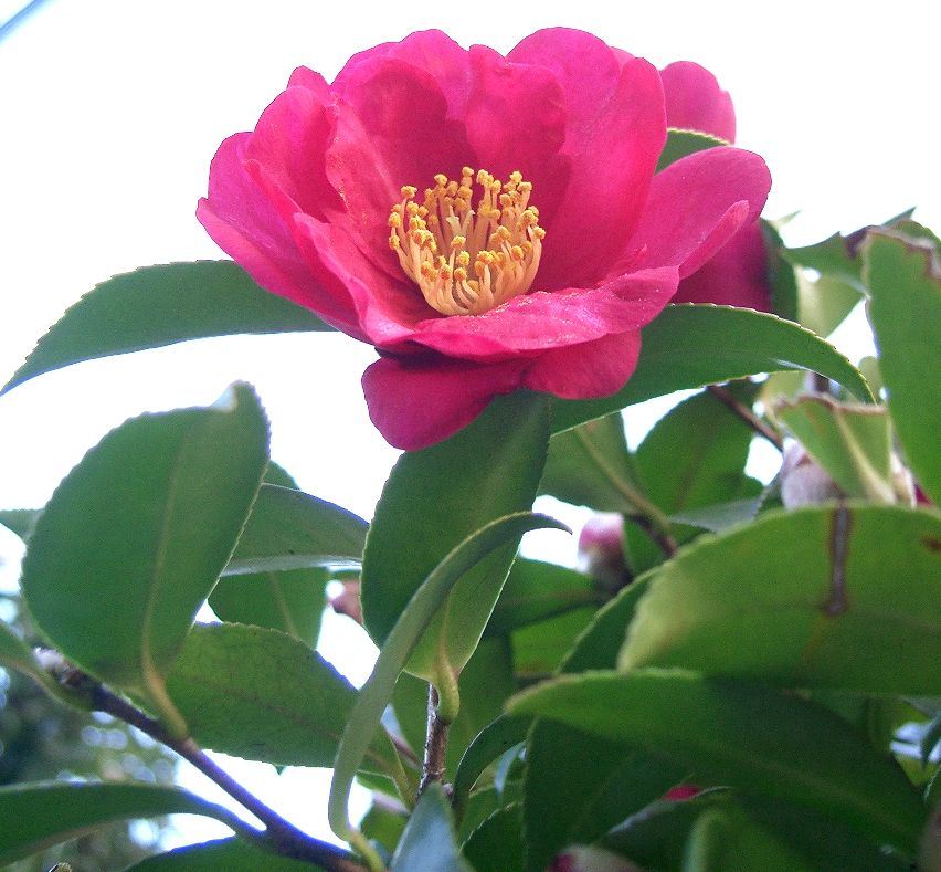 Trà mi núi (Sơn trà, Sasanqua) — Camellia sasanqua