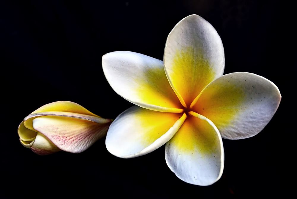 Hoa Trang Ta
