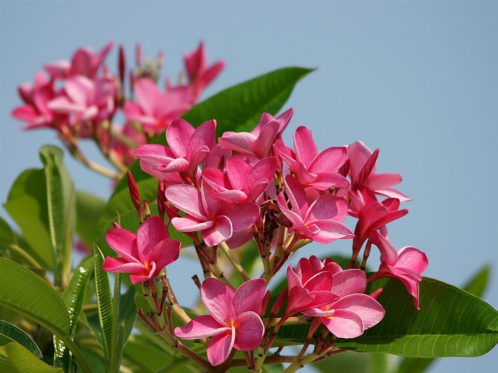 Hoa Trang Ta