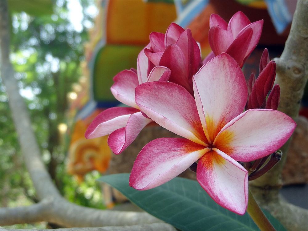 Hoa Trang Ta
