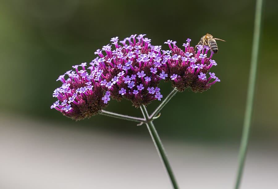 Verbena (Cỏ roi ngựa cảnh): Ý nghĩa, nguồn gốc và đặc điểm