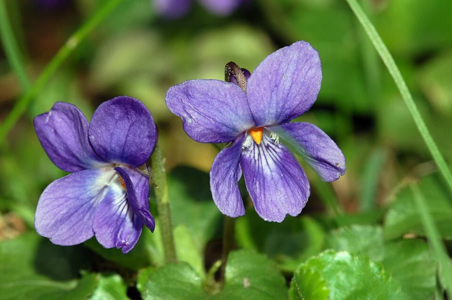 Violet Âu (Hoa tím) — Viola odorata