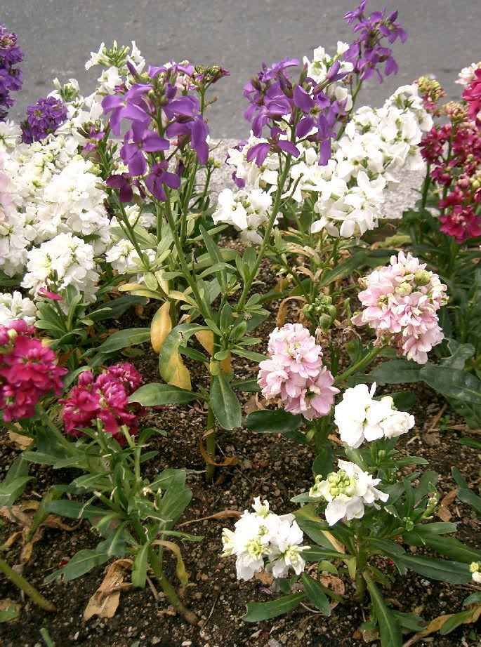 Hoa violet kép (thúy điệp, stock) — Matthiola incana