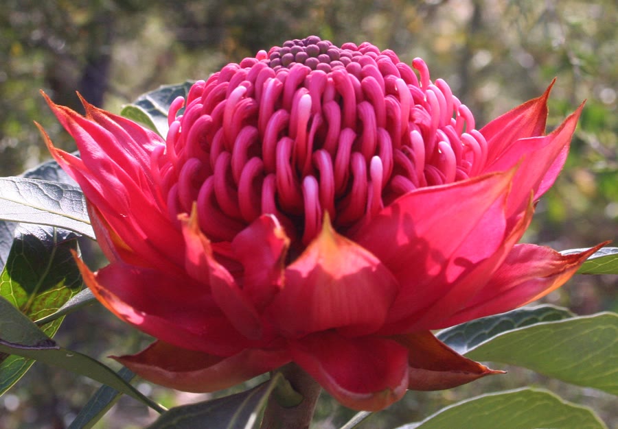 Hoa Waratah: Ý nghĩa, nguồn gốc và đặc điểm