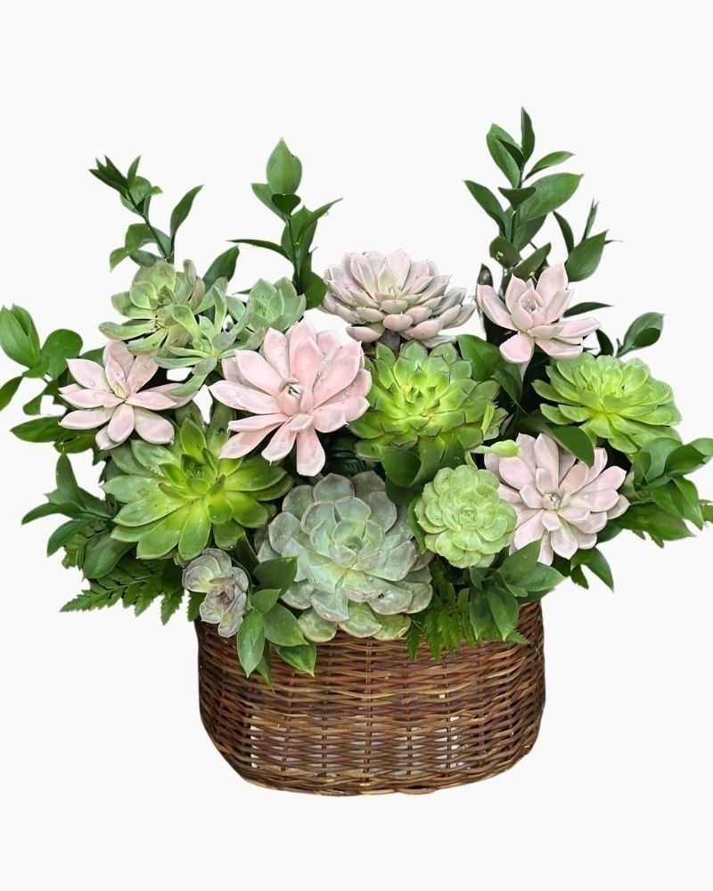 : Chậu Sen Đá Vườn Xanh - SD07