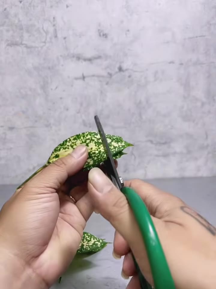 Bước 3: Cắm lá trúc Đốm